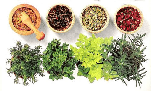 Plantas medicinais para emagrecer Plantas medicinais para emagrecer