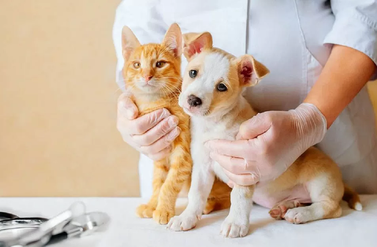 A importância dos exames de rotina de bem-estar em animais de estimação A importância dos exames de rotina de bem-estar em animais de estimação