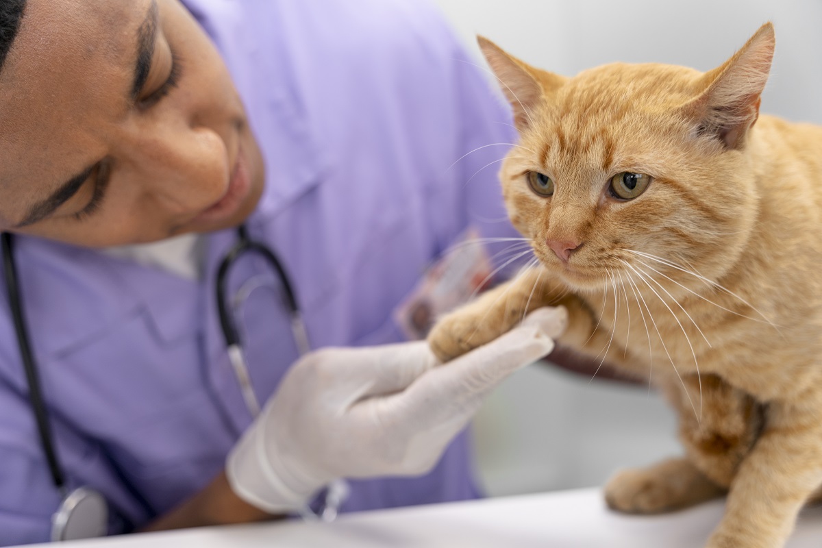 Gato com suspeita Hipertireoidismo Felino Gato com suspeita Hipertireoidismo Felino